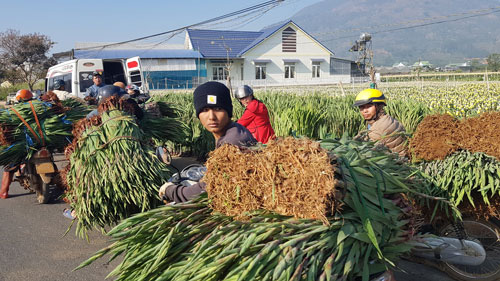 Hoa giảm giá sớm - Ảnh 2.