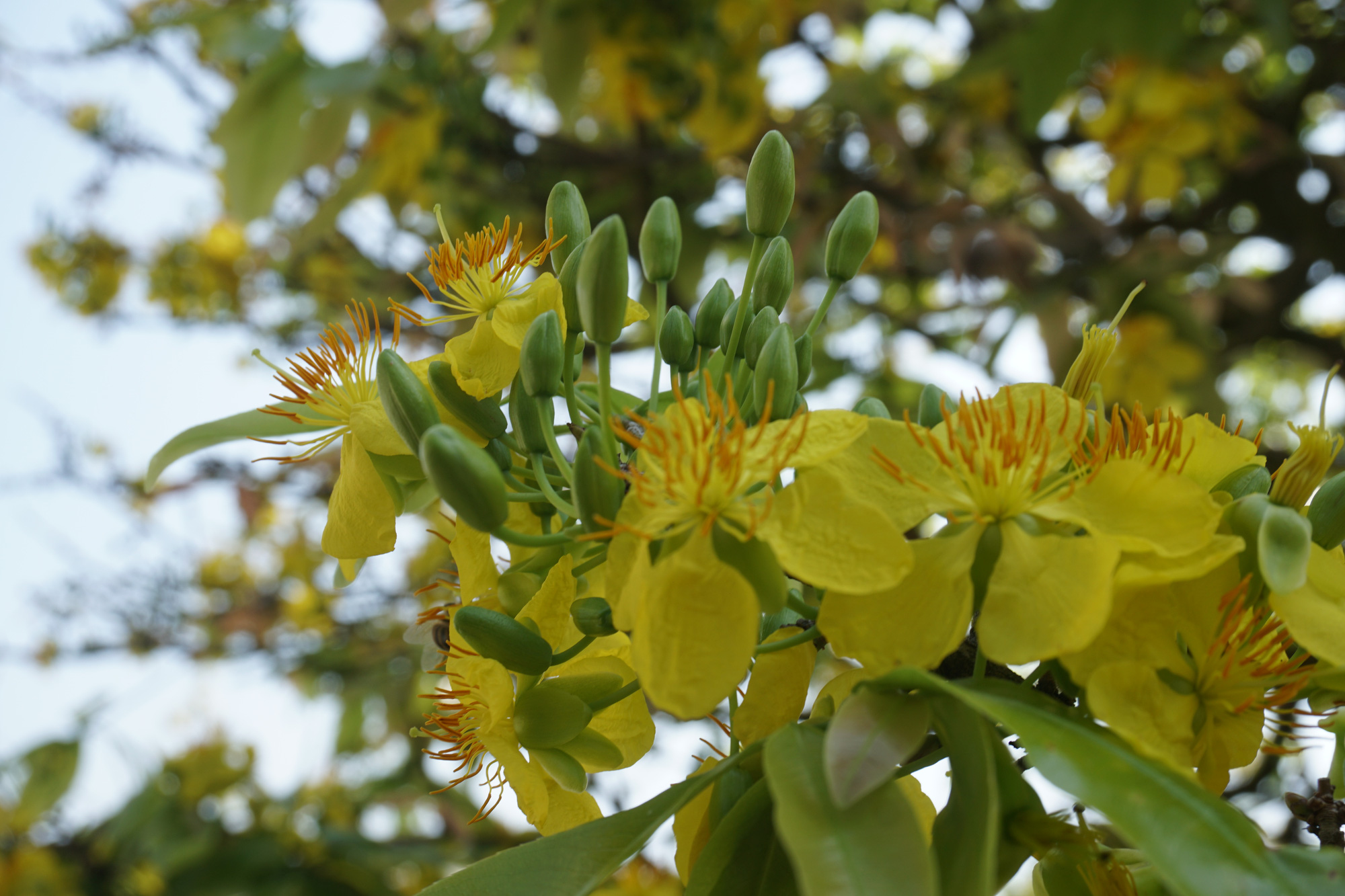 Ngắm hàng loạt cây mai cổ nở hoa vàng rực - Ảnh 5.
