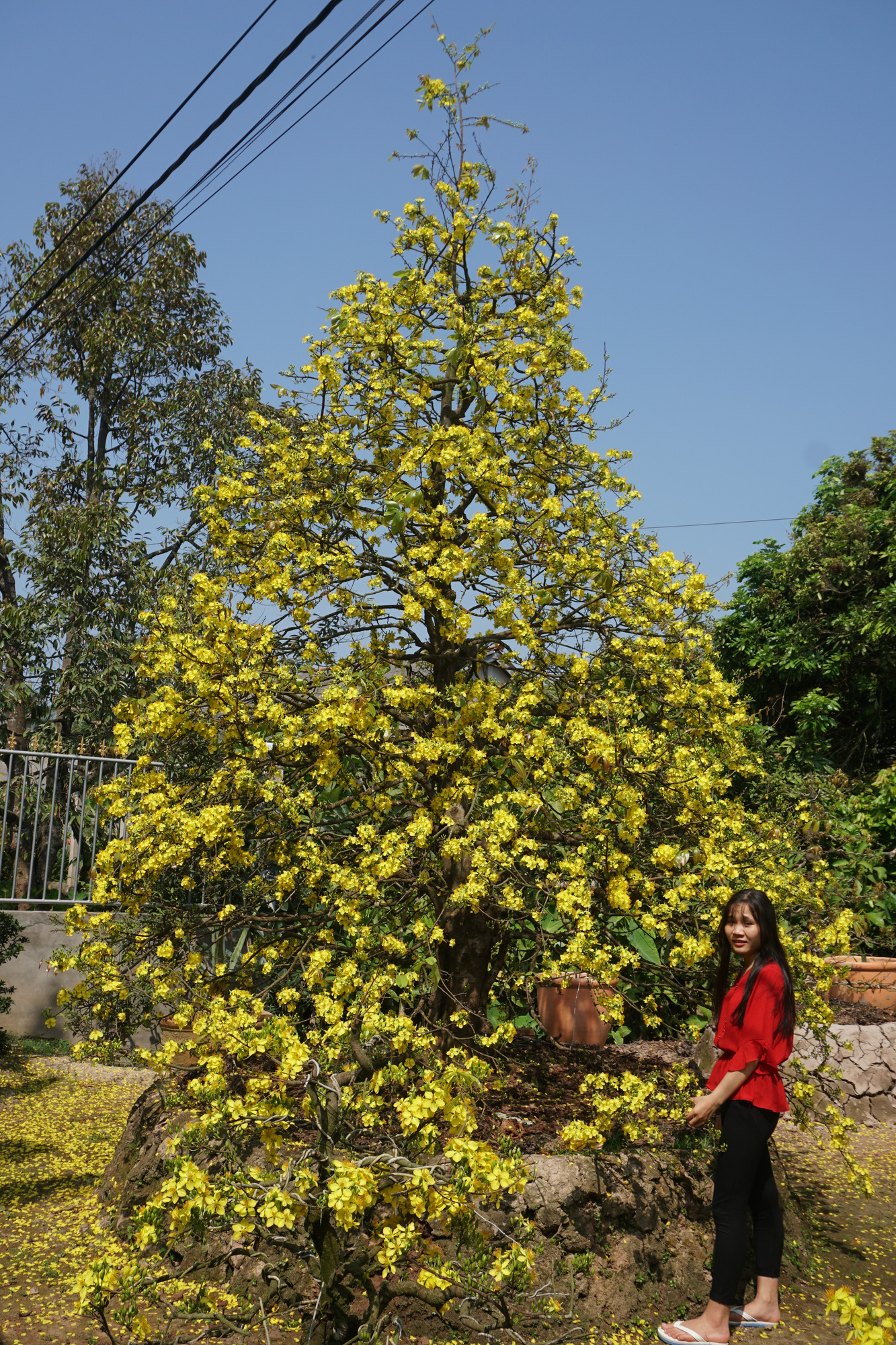Ngắm hàng loạt cây mai cổ nở hoa vàng rực - Ảnh 6.