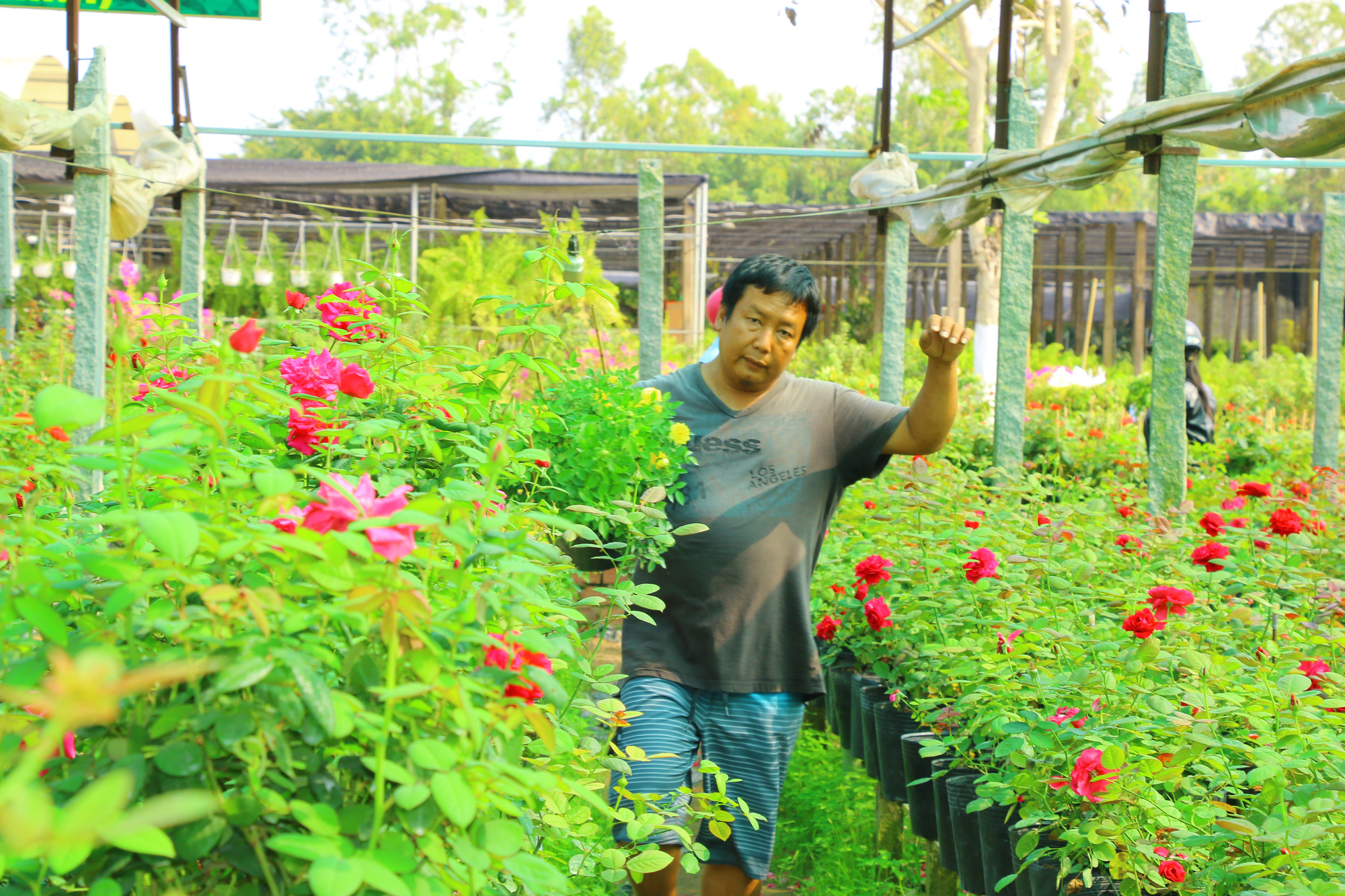 “Ngất ngây” với vườn hoa hồng Pháp tuyệt đẹp được tham quan miễn phí dịp Tết - Ảnh 1.