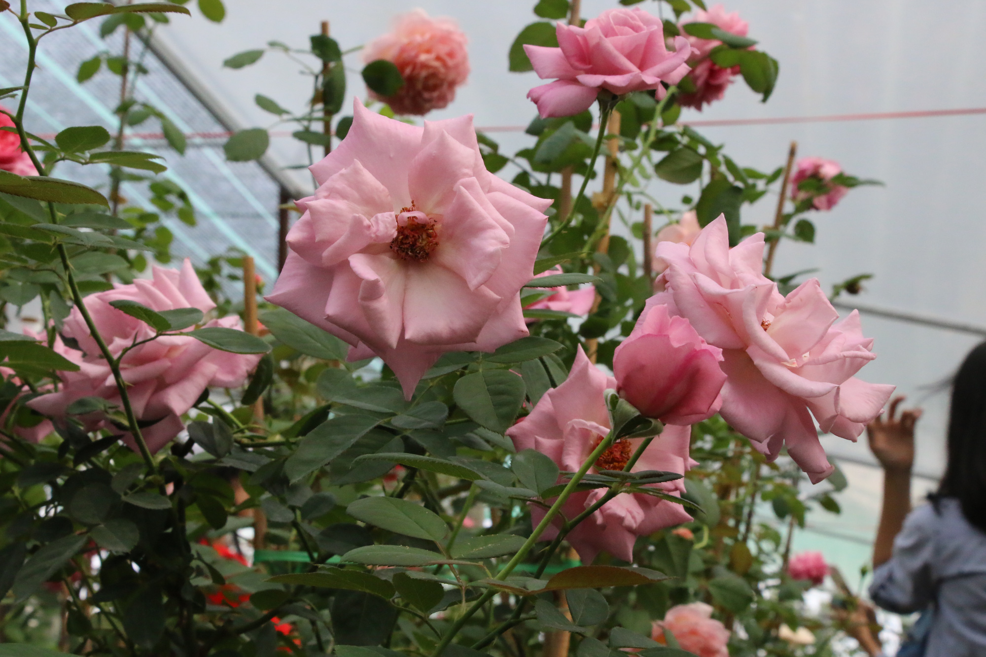 “Ngất ngây” với vườn hoa hồng Pháp tuyệt đẹp được tham quan miễn phí dịp Tết - Ảnh 5.