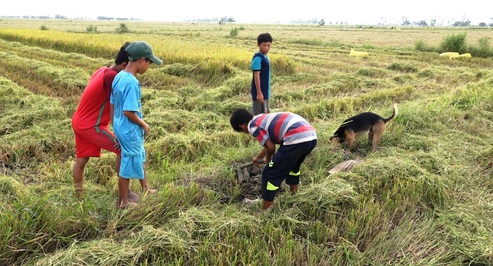 Về miền Tây xem cảnh già, trẻ hò reo săn chuột đồng mùa Tết - Ảnh 9.