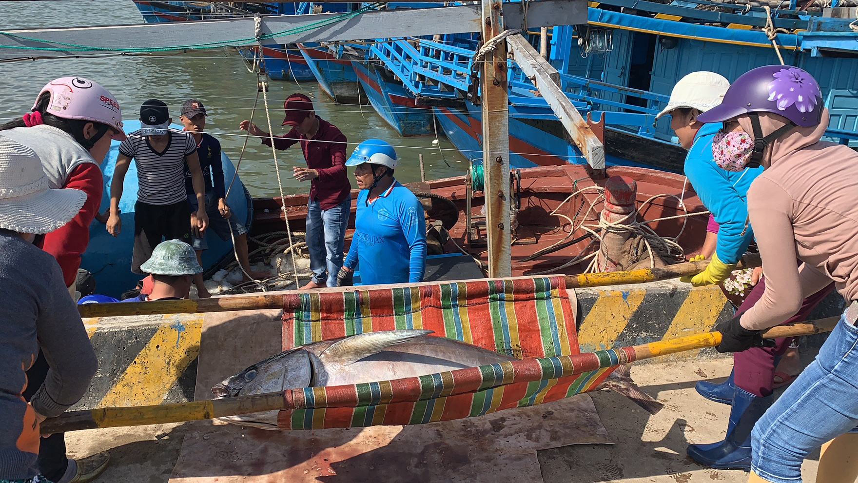 Ngư dân Phú Yên mỏi tay khiêng cá ngừ đại dương - Ảnh 2.