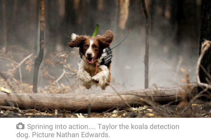 Cháy rừng ở Úc: Ấm áp tình người - thú - Ảnh 6.