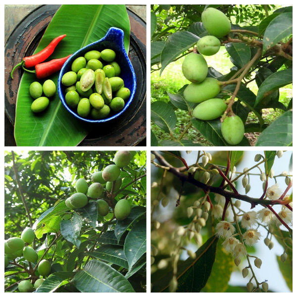 Những món ngon từ trái cà na tốt cho sức khỏe - Ảnh 2. Những món ngon từ trái cà na tốt cho sức khỏe - Ảnh 2.