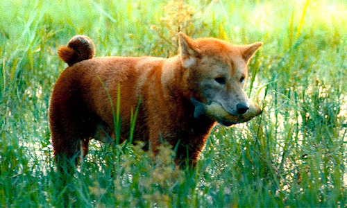 Vừa hé lộ, “Cậu Vàng” tiếp tục gây tranh cãi dữ dội - Ảnh 1.