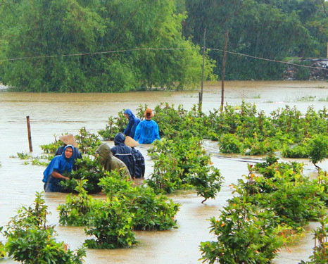 Thủ phủ mai vàng khốn đốn vì lũ - Ảnh 1.