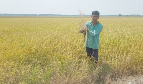 Dân lấy nước mặn, hơn 700 ha lúa ngắc ngoải - Ảnh 1.