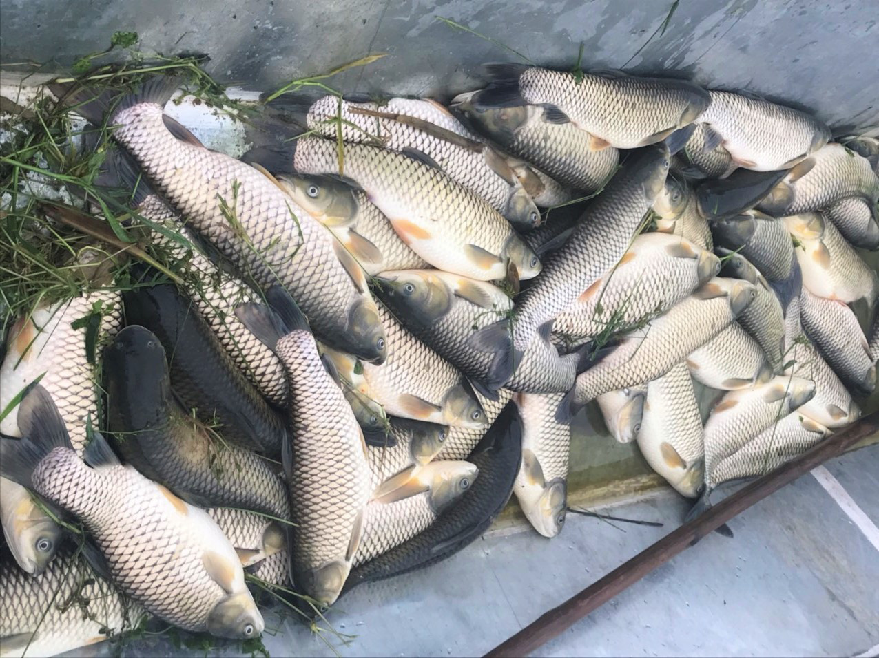 Cá chết hàng loạt bất thường trên sông Chu - Ảnh 1.