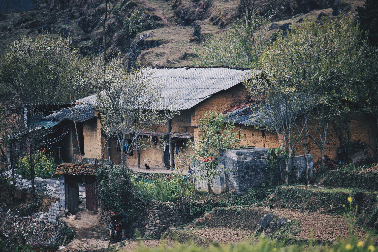 Du xuân Hà Giang, gieo mình giữa bạt ngàn hoa - Ảnh 24.