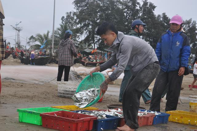 Nhiều người dậy thật sớm rủ nhau ra biển bắt hàng tấn cá trích - Ảnh 5.