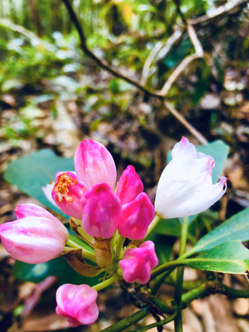 Mê mẩn ngắm nữ hoàng của các loài hoa trên đỉnh K’lang - Ảnh 15. Mê mẩn ngắm nữ hoàng của các loài hoa trên đỉnh K’lang - Ảnh 15.