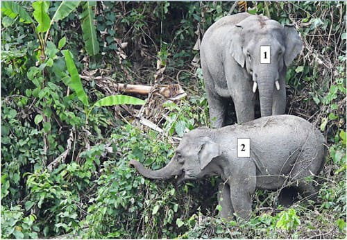 Lần đầu phát hiện đàn voi có cả voi con ở Quảng Nam - Ảnh 2.