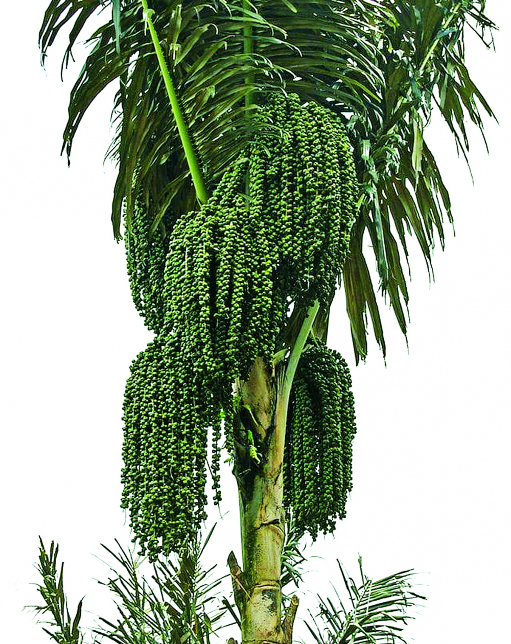 Ngọc của rừng - Ảnh 1. Ngọc của rừng - Ảnh 1.