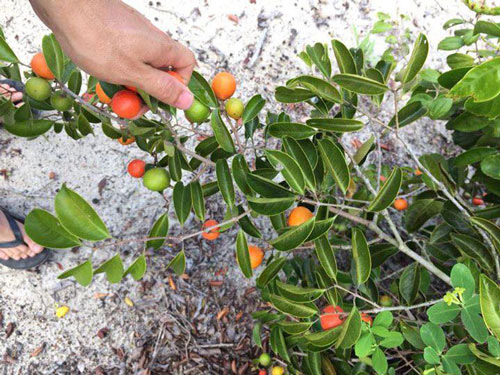 Hoa tr&aacute;i tuổi thơ - Ảnh 1.