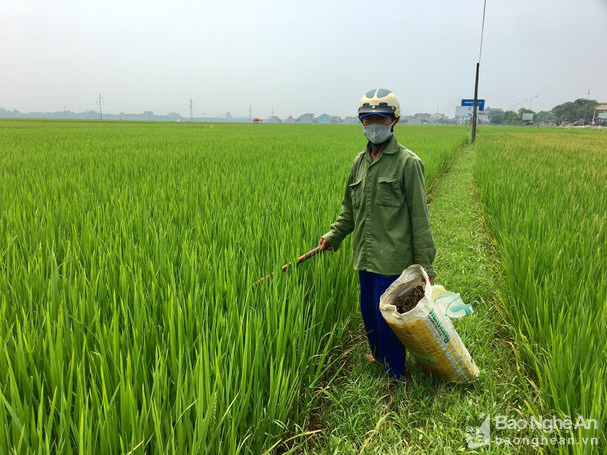 Ngỡ ngàng đến khó tin lươn đồng ồ ạt trườn vào “nhà” cao thủ! - Ảnh 4.