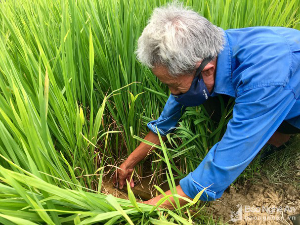 Ngỡ ngàng đến khó tin lươn đồng ồ ạt trườn vào “nhà” cao thủ! - Ảnh 1.