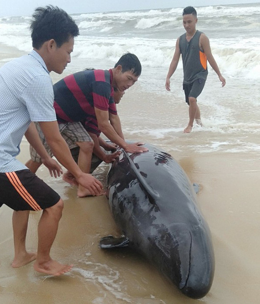 Người dân đạp sóng cứu cá voi mắc cạn ở bờ biển - Ảnh 1.