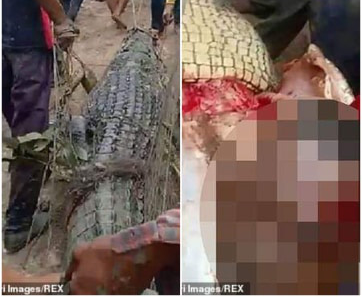 Indonesia: Mổ bụng cá sấu 4 m, phát hiện thi thể người - Ảnh 1.
