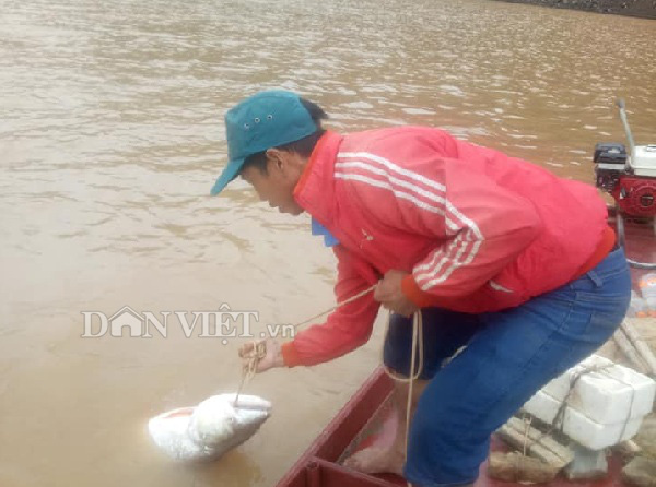 Tận mắt thấy cá măng khủng theo tay cao thủ rời... mặt nước! - Ảnh 3.