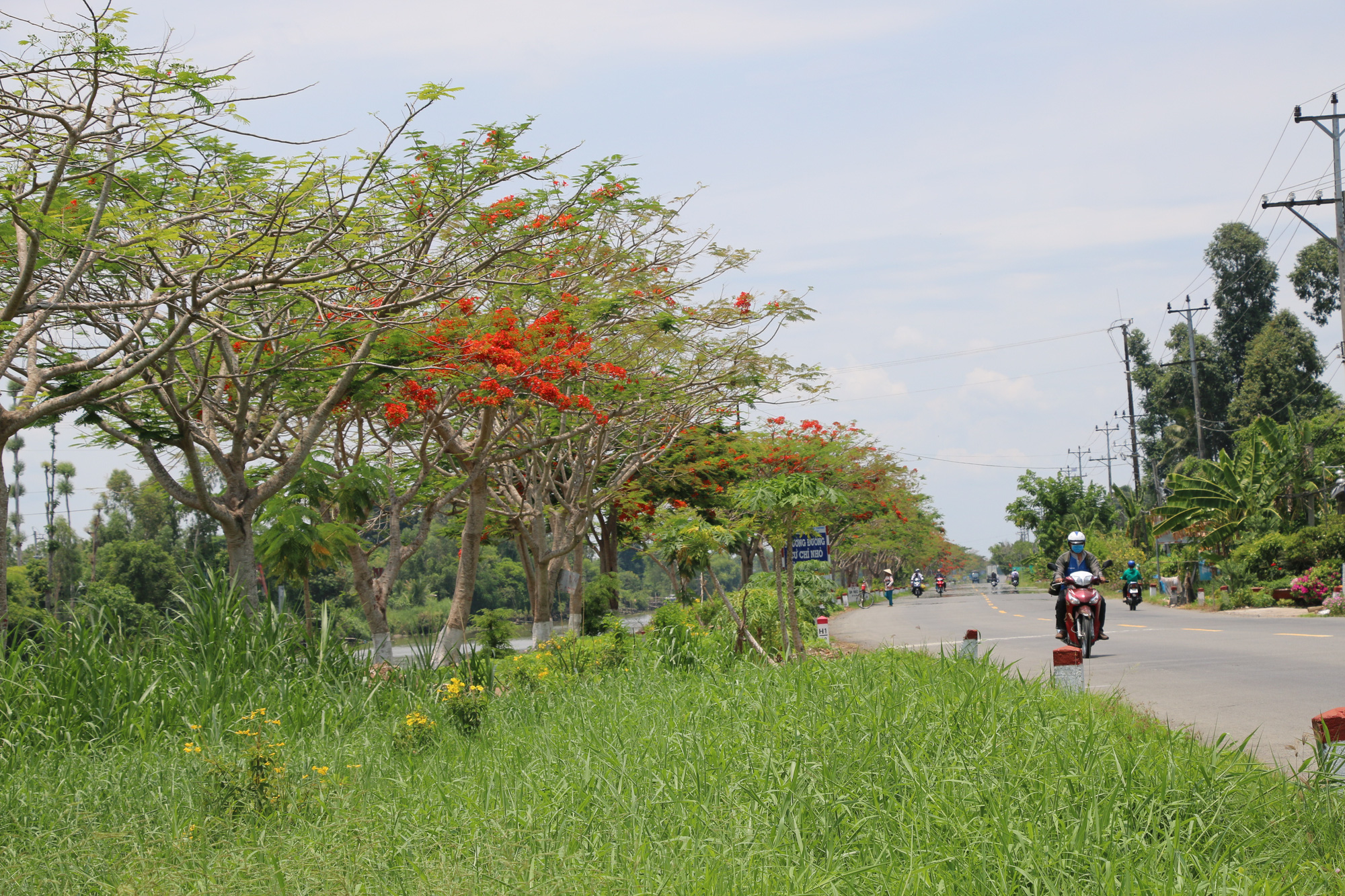 Đẹp ngỡ ngàng con đường hoa phượng đỏ rực ở miền Tây - Ảnh 3.