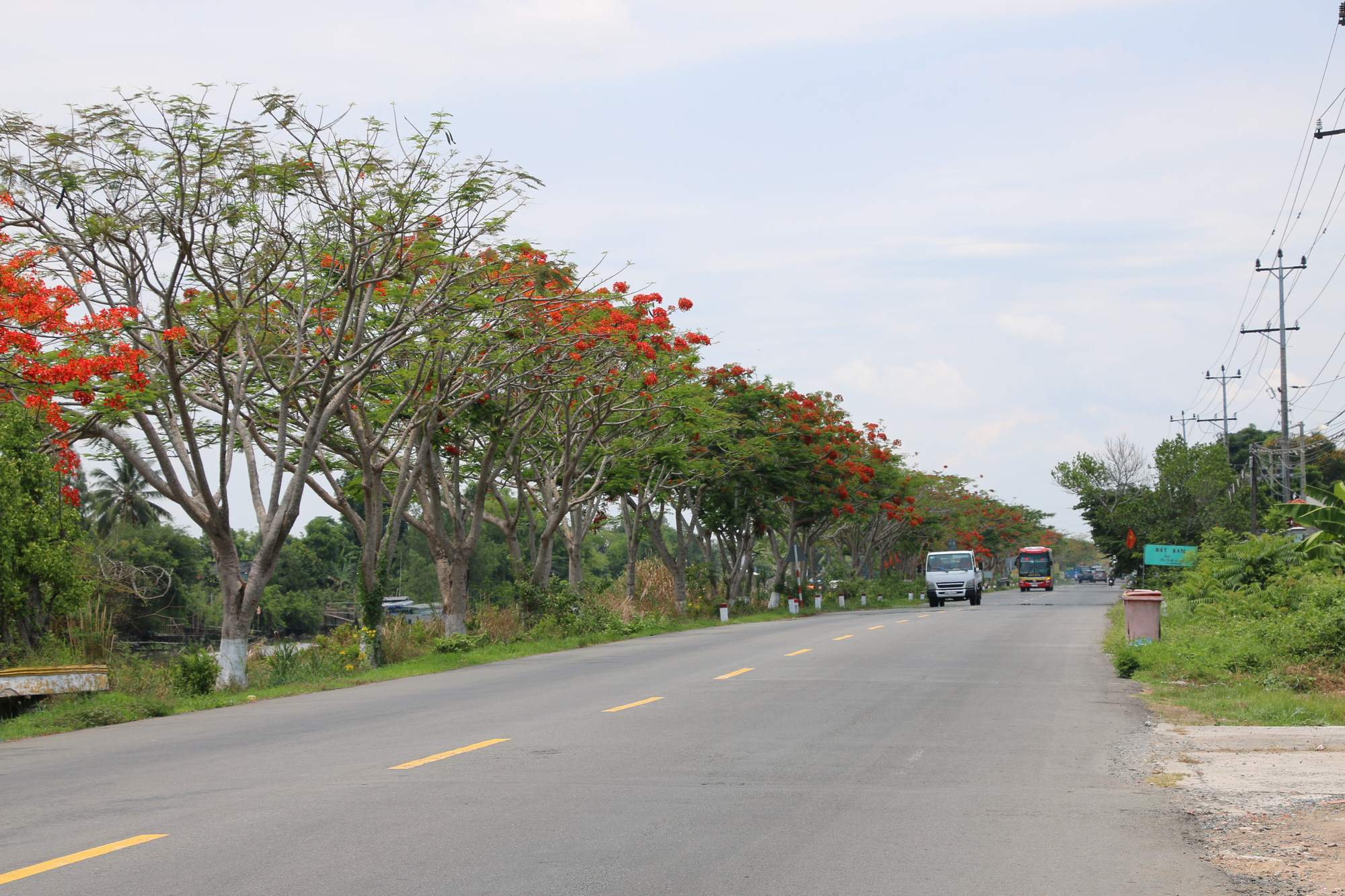 Đẹp ngỡ ngàng con đường hoa phượng đỏ rực ở miền Tây - Ảnh 2.