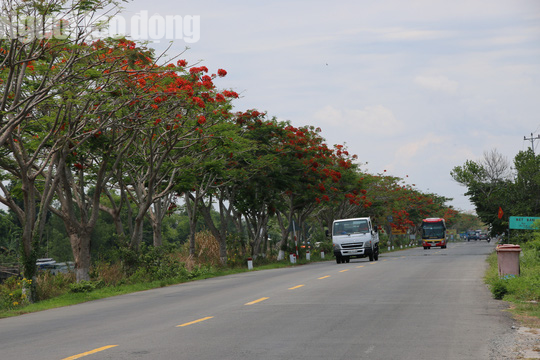 Đẹp ngỡ ngàng con đường hoa phượng đỏ rực ở miền Tây - Ảnh 5.