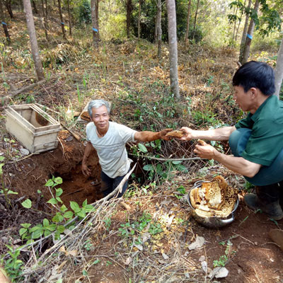 Săn lộc rừng - Ảnh 1.