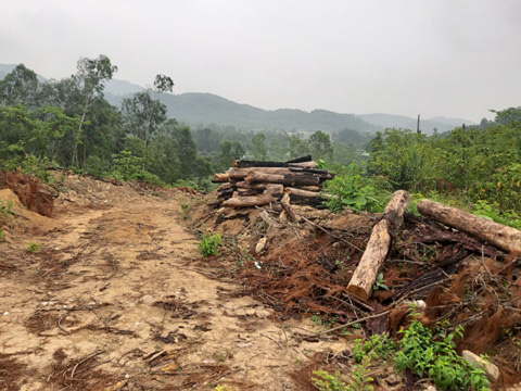 Clip, ảnh cận cảnh hơn 4 ha rừng phòng hộ bị chặt phá tan hoang cách UBND xã 1 km - Ảnh 11.