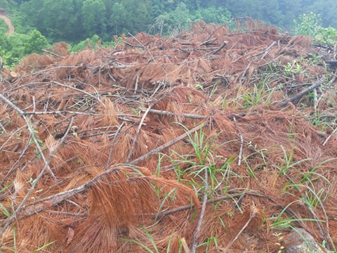 Clip, ảnh cận cảnh hơn 4 ha rừng phòng hộ bị chặt phá tan hoang cách UBND xã 1 km - Ảnh 9.