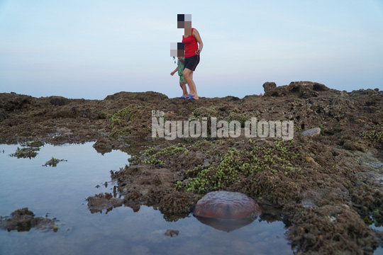 Quảng Ngãi: Nguy cơ rạn san hô ở gành Yến bị phá nát - Ảnh 1.