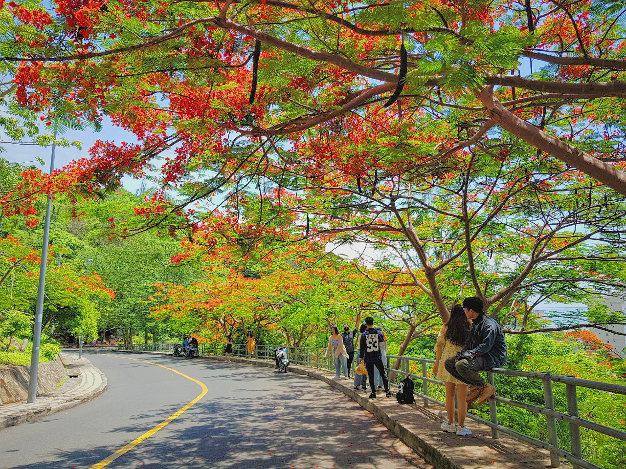 Giới Trẻ Sài Gòn Truyền Tai Nhau Trải Nghiệm Con đường Mùa Hè đẹp Nhất Thành Phố Biển Vũng Tàu 2481