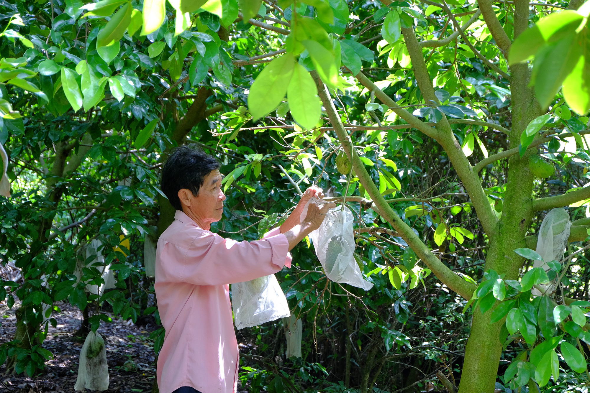 Biến trái mãng cầu xiêm giá cả bấp bênh thành “thần dược” - Ảnh 6.