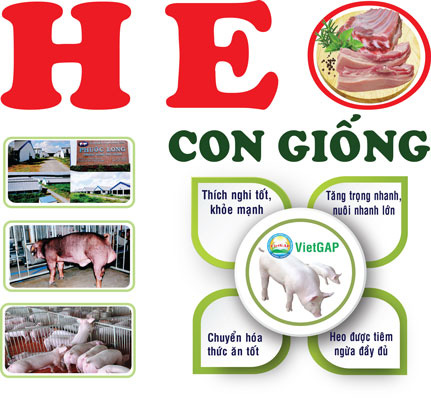 Con giống tốt, thịt heo chất lượng - Ảnh 1.