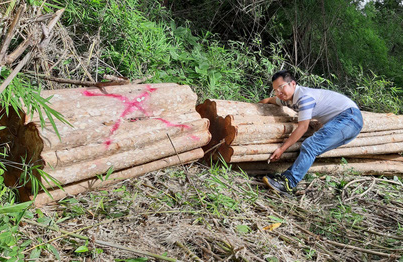 Phát hiện nhiều cây gỗ lớn bị triệt hạ ở khu vực biên giới - Ảnh 1.