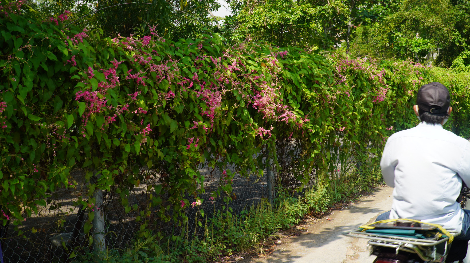 Có một con đường đầy hoa mọc dại tuyệt đẹp ở TP HCM - Ảnh 3.