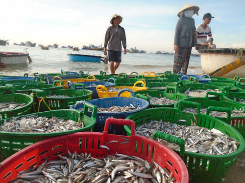 Mùa cá cơm kém vui của ngư dân - Ảnh 1.