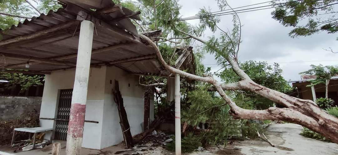 Bão số 5 ở Quảng Bình: Cây đổ ngổn ngang, người phụ nữ ngã xuống đường nhập viện - Ảnh 1.