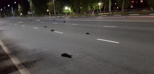Nga: Cảnh tận thế ở thành phố hạt nhân  khi những con chim rơi xuống đường phố - Ảnh 1.