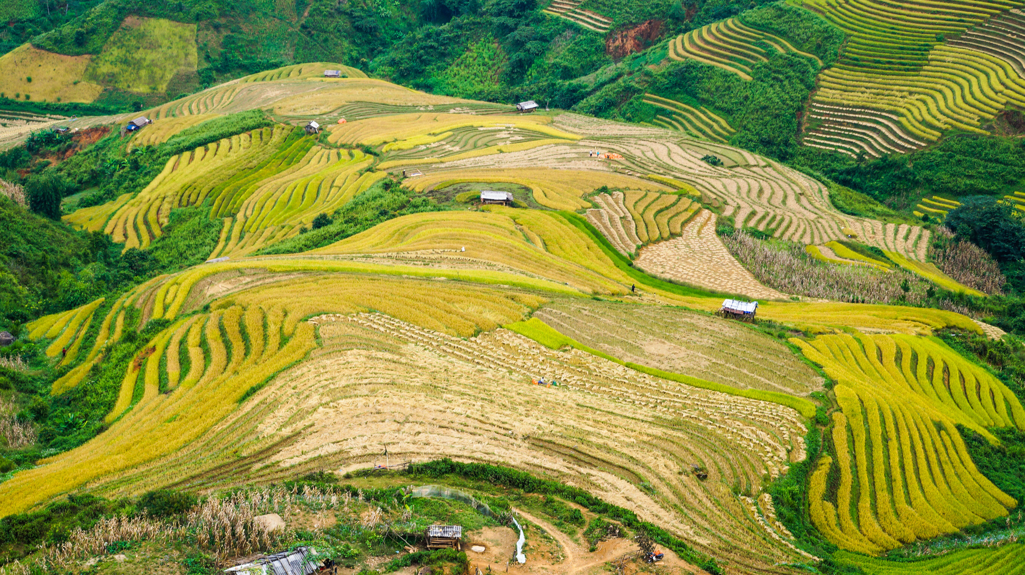 Mùa vàng Bắc Yên - Ảnh 4.