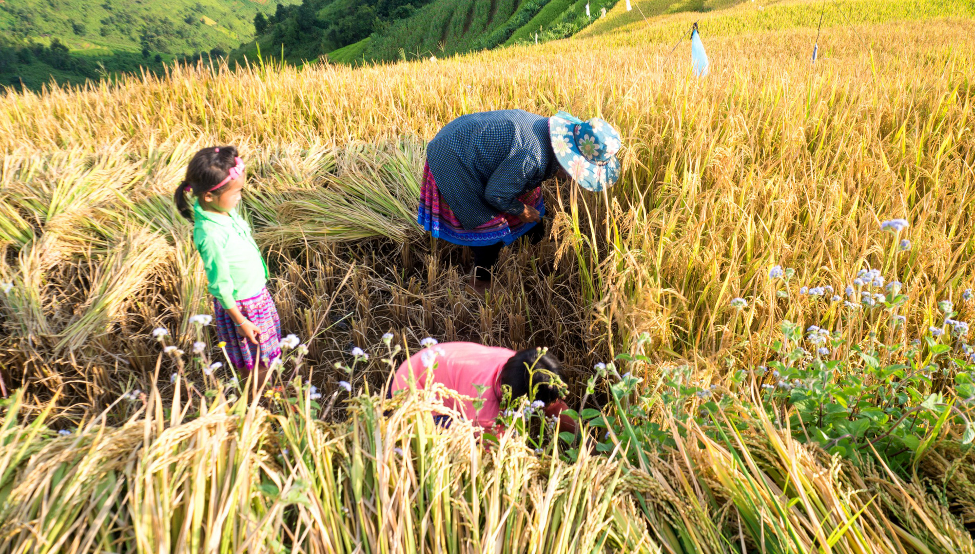 Mùa vàng Bắc Yên - Ảnh 6.