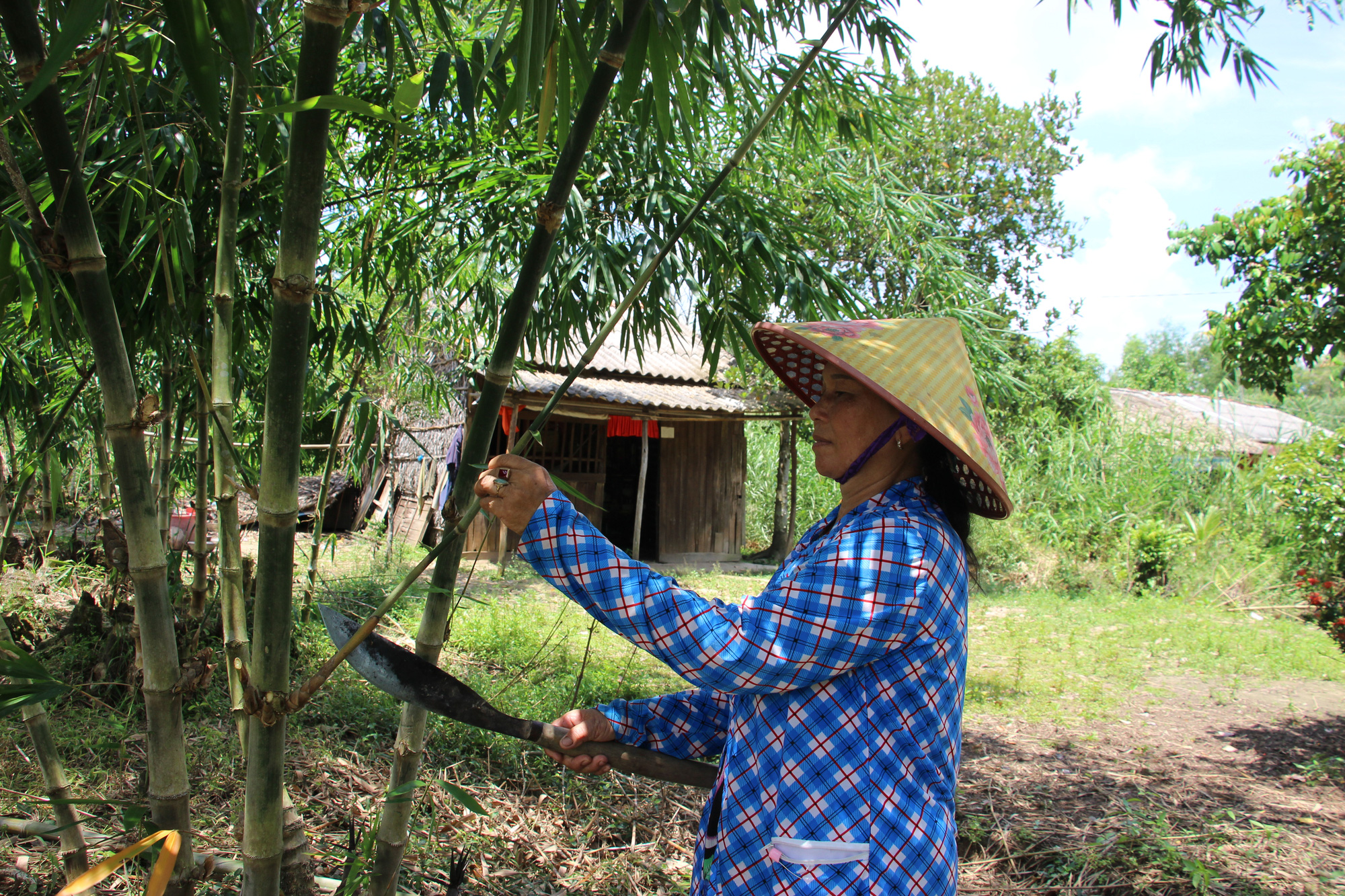 Thu lãi trăm triệu nhờ trồng loại cây bán không bỏ thứ gì - Ảnh 3.