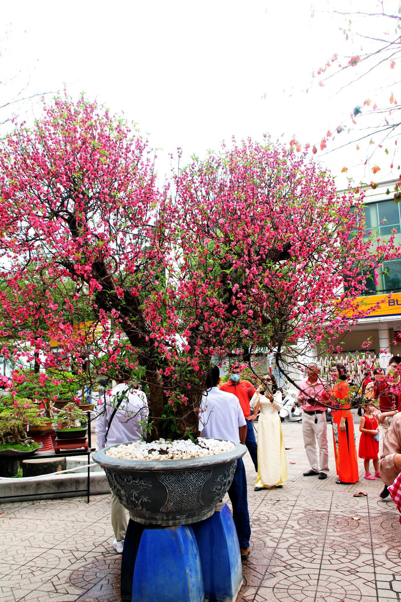 Bài dự thi Làm báo cùng Báo Người Lao Động: Tết hoa - Ảnh 1.