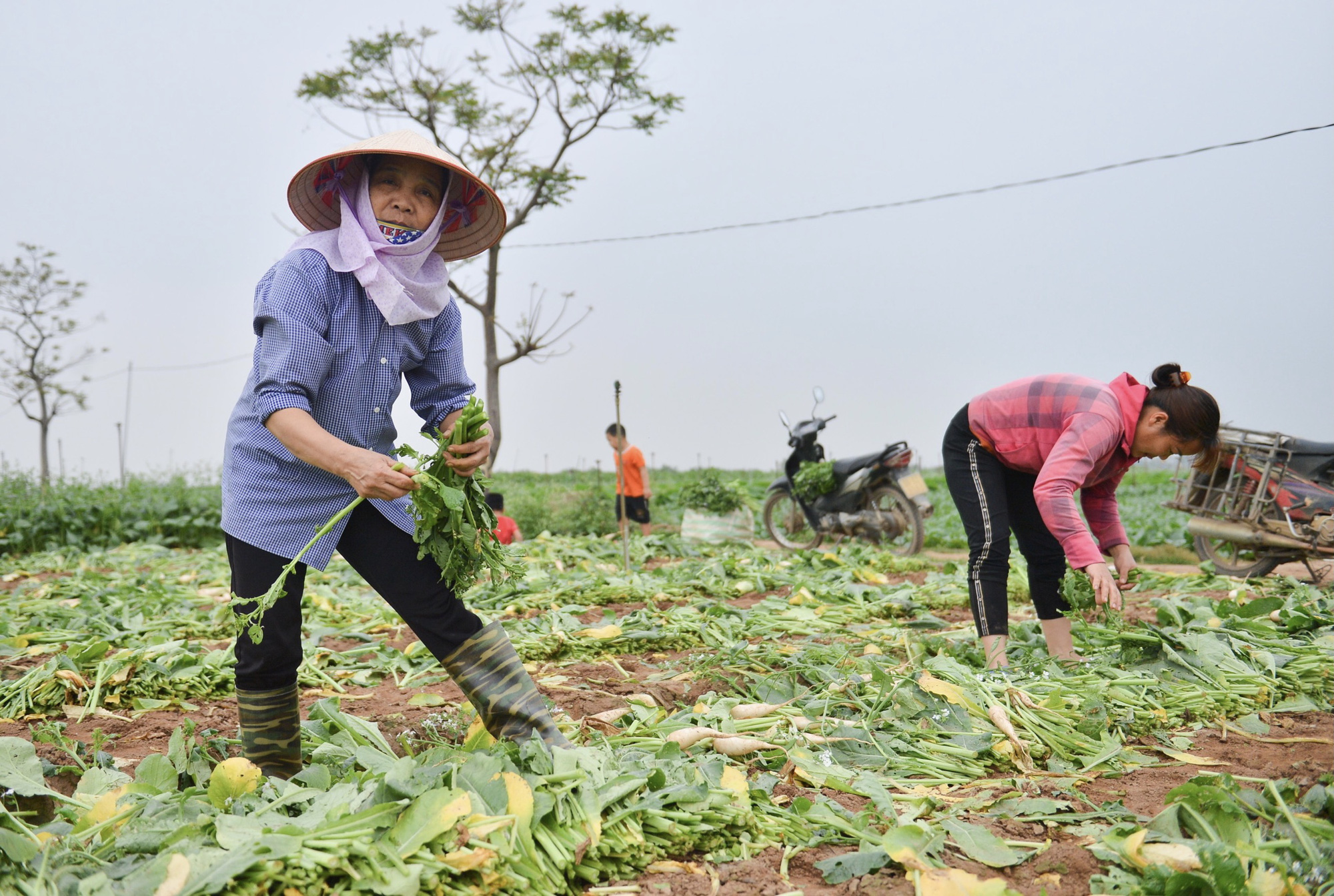 Cận cảnh người dân Hà Nội nhổ bỏ hàng trăm tấn củ cải vì không bán được - Ảnh 8.