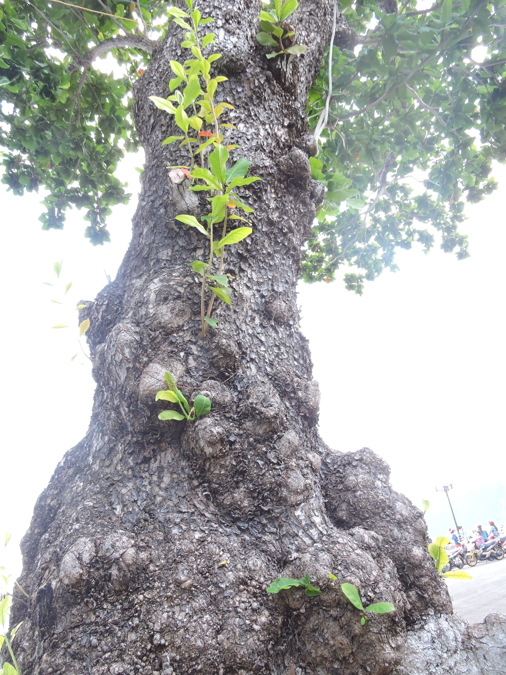 (Bài xuân online) Ngắm vẻ đẹp vượt thời gian của hàng cây di sản ở Côn Đảo - Ảnh 4.