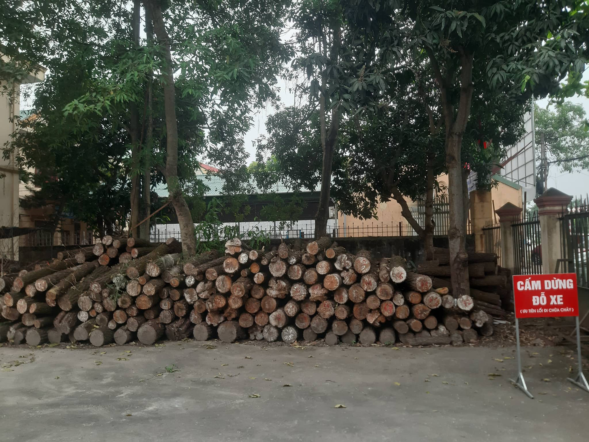 Cận cảnh rừng thông phòng hộ gần 30 năm bị chặt phá ngổn ngang - Ảnh 9. Cận cảnh rừng thông phòng hộ gần 30 năm bị chặt phá ngổn ngang - Ảnh 9.