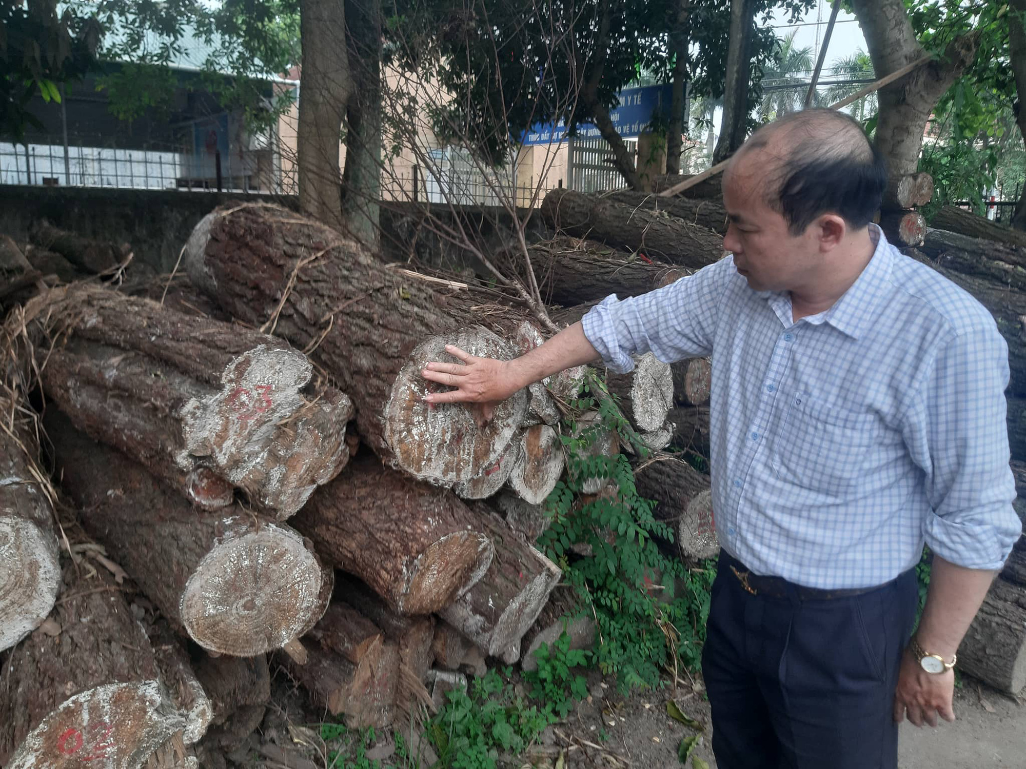 Cận cảnh rừng thông phòng hộ gần 30 năm bị chặt phá ngổn ngang - Ảnh 10. Cận cảnh rừng thông phòng hộ gần 30 năm bị chặt phá ngổn ngang - Ảnh 10.