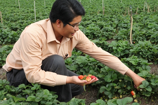 Gắn nhãn cho thương hiệu Dâu tây Đà Lạt - Ảnh 1.