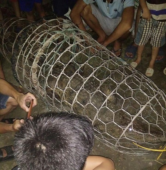 Trẻ em hốt hoảng phát hiện cá sấu trên sông ở Hà Nội - Ảnh 1.