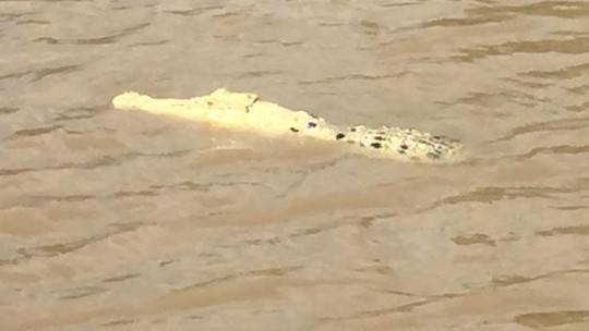 Phát hiện cá sấu trắng cực hiếm tại Úc - Ảnh 2.